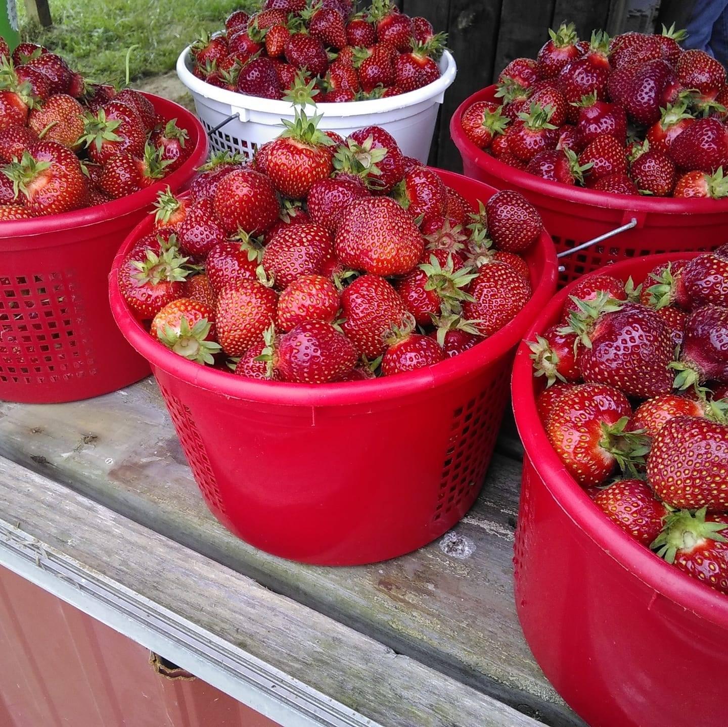 Woodall’s Strawberries